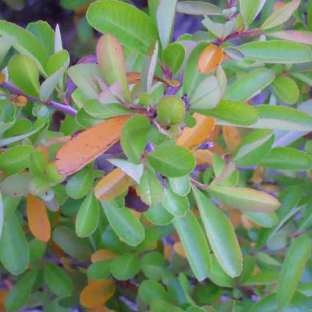 Pyracantha Orange Glow - Buisson ardent
