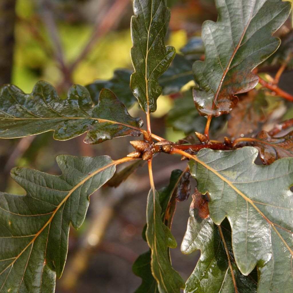 Quercus petraea Purpurea - Trauben-Eiche