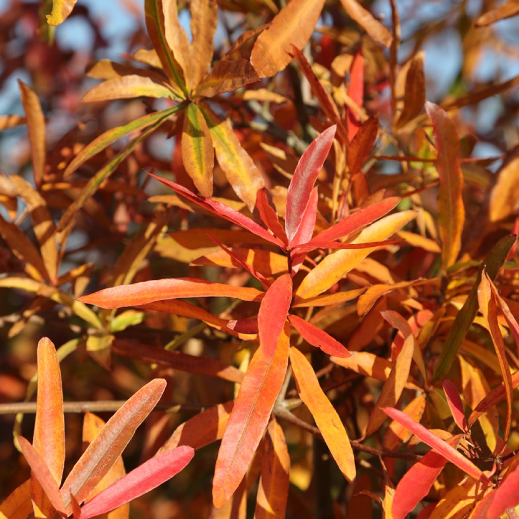 Quercus phellos - Weiden-Eiche