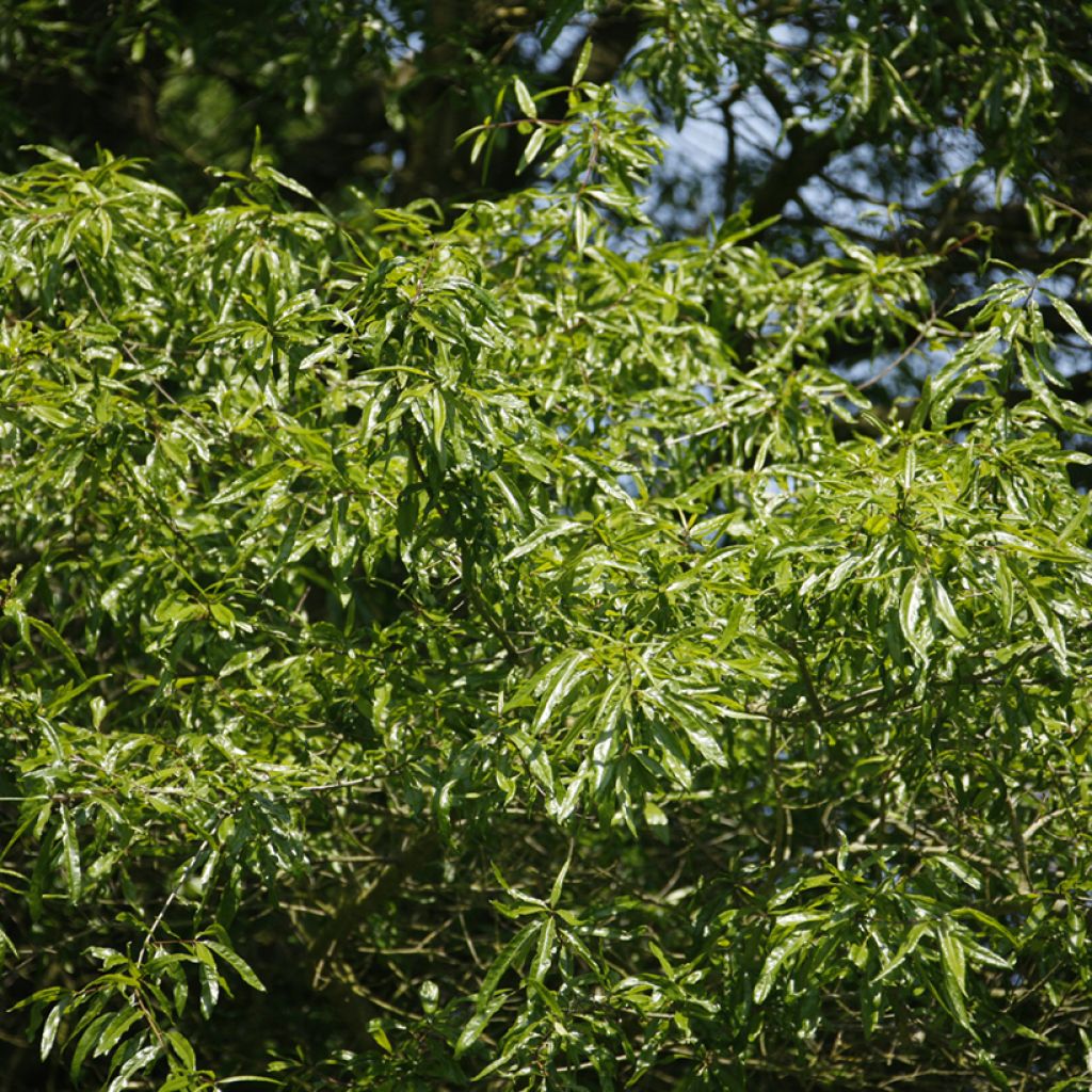 Quercus phellos - Weiden-Eiche
