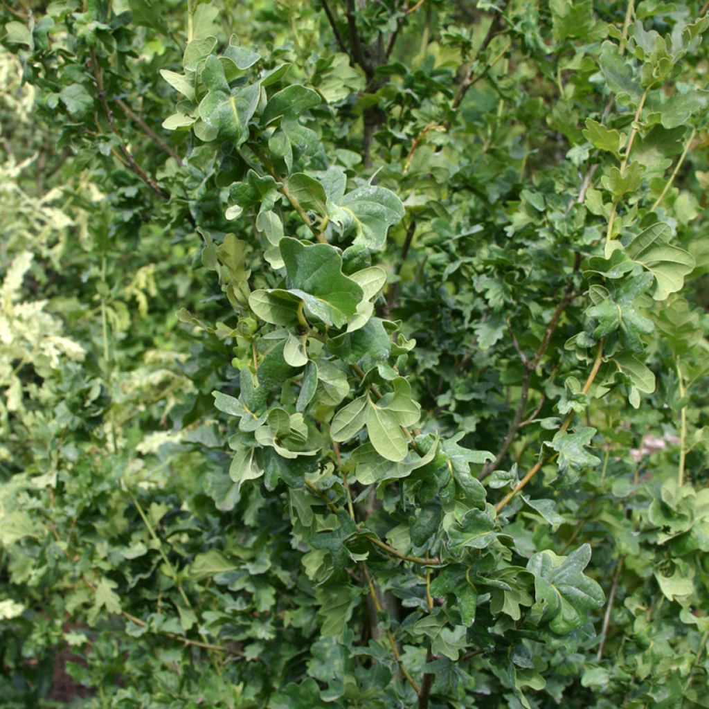 Stiel-Eiche Facrist - Quercus robur