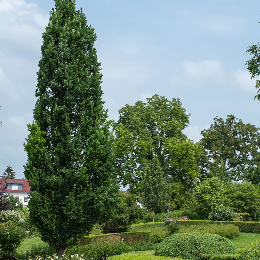 Quercus robur Fastigiata Koster - Stiel-Eiche