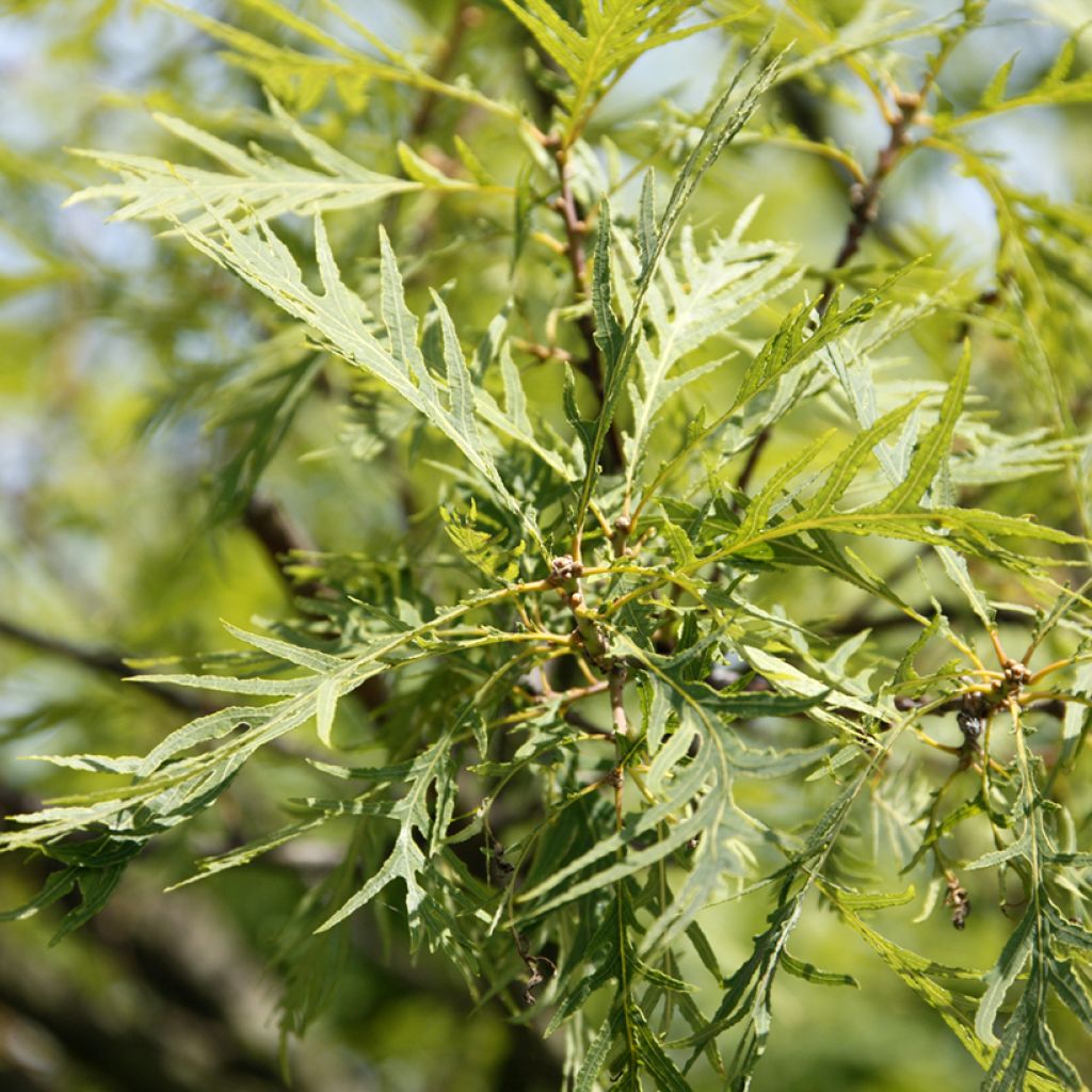 Stiel-Eiche Pectinata - Quercus robur