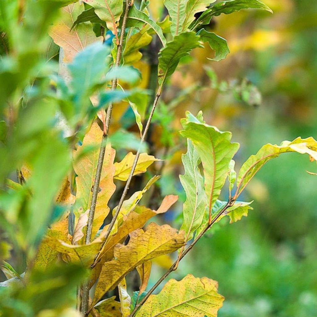 Quercus warei Windcandle - Eiche