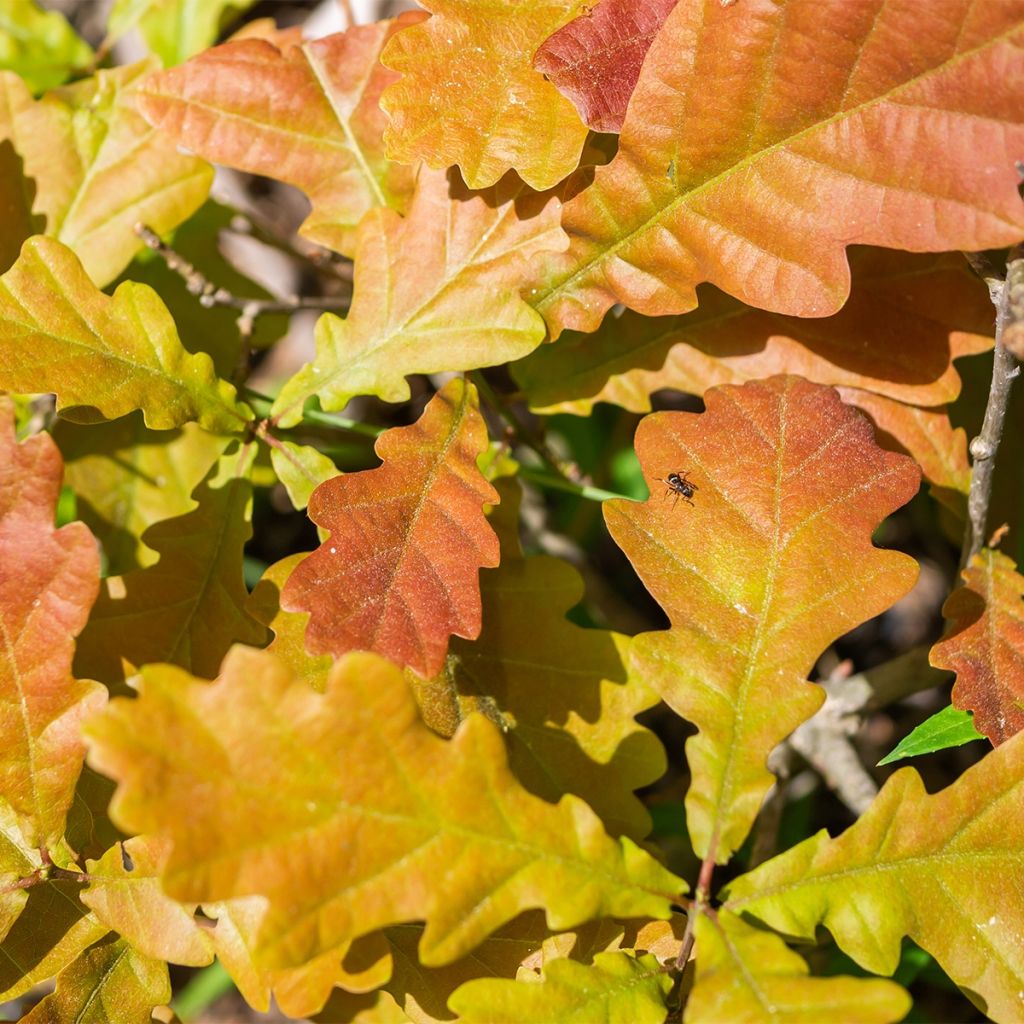 Quercus warei Windcandle - Eiche