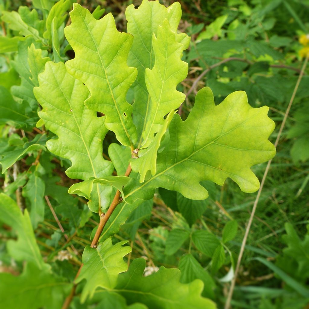 Quercus warei Windcandle - Eiche