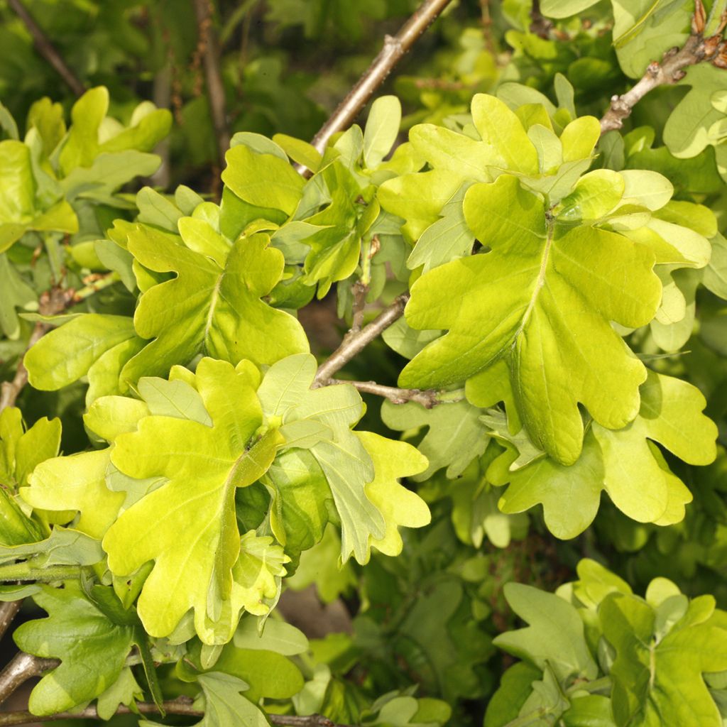 Stiel-Eiche Cristata - Quercus robur