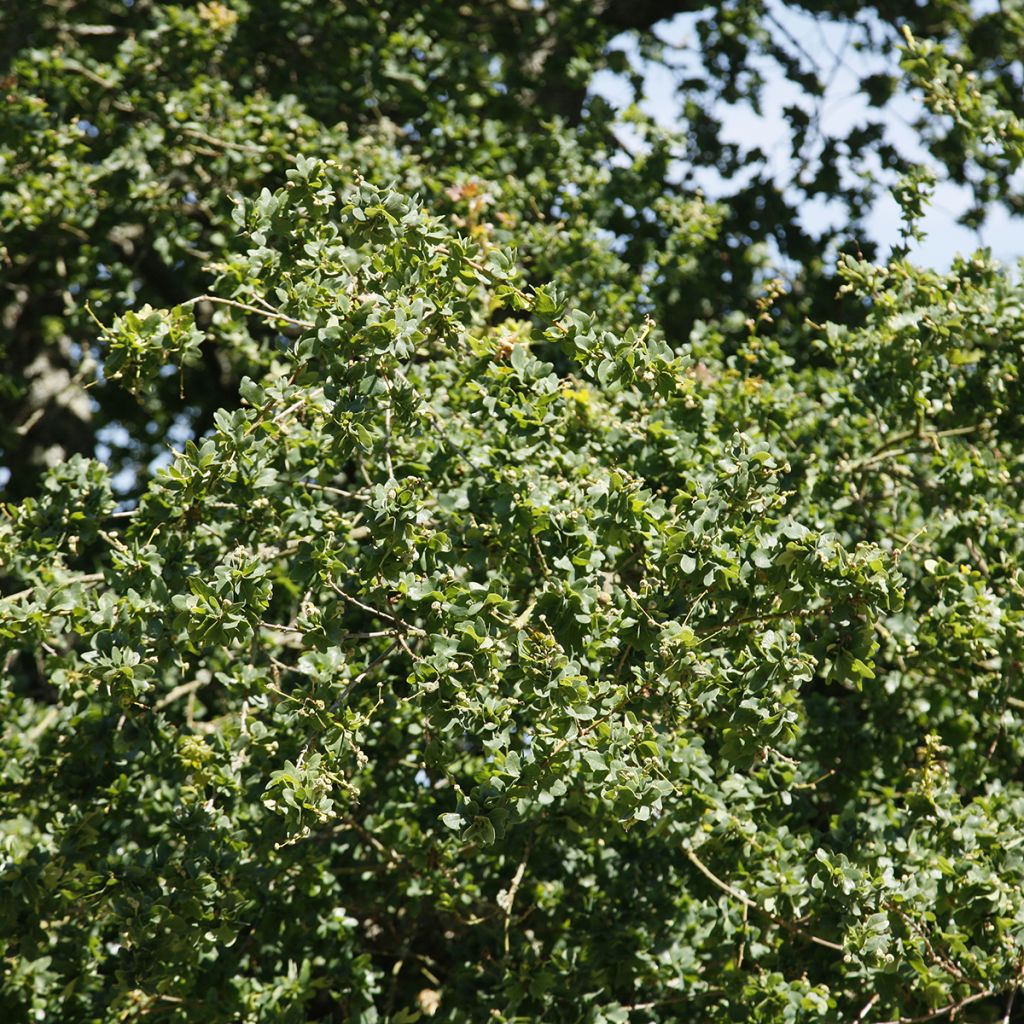 Stiel-Eiche Cristata - Quercus robur