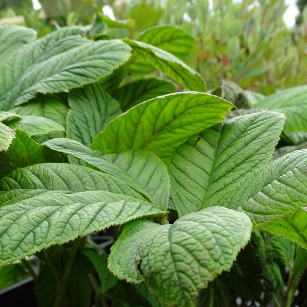 Rodgersia La Blanche - Schaublatt