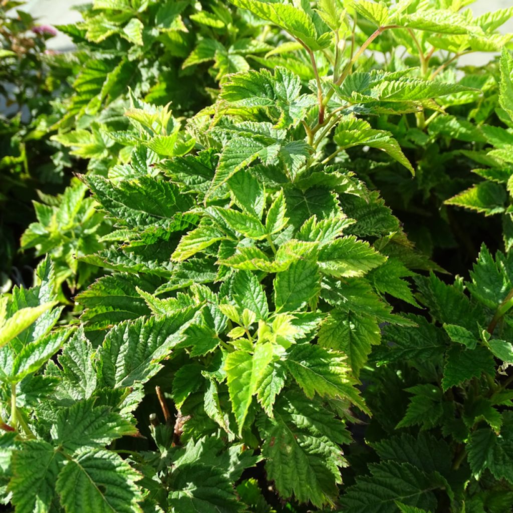 Rubus spectabilis Olympic Double - Pracht-Himbeere