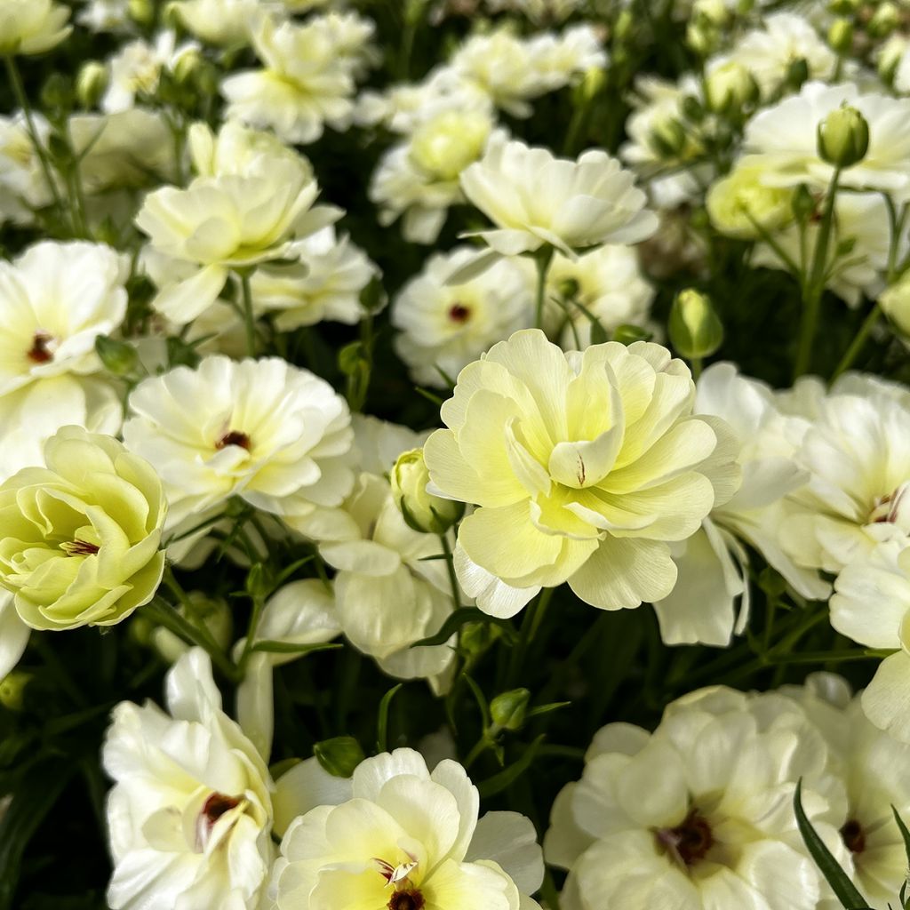 Ranunkel Butterfly Ninos – Ranunculus asiaticus