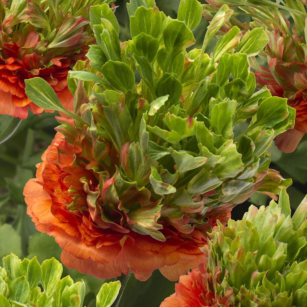 Ranunkel Crown Nervion – Ranunculus asiaticus