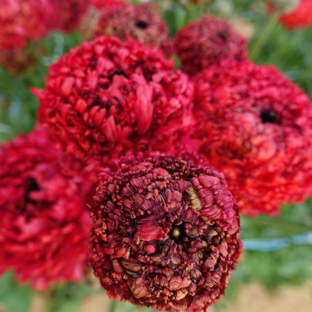 Ranunkel Poodle Chaouen II – Ranunculus asiaticus