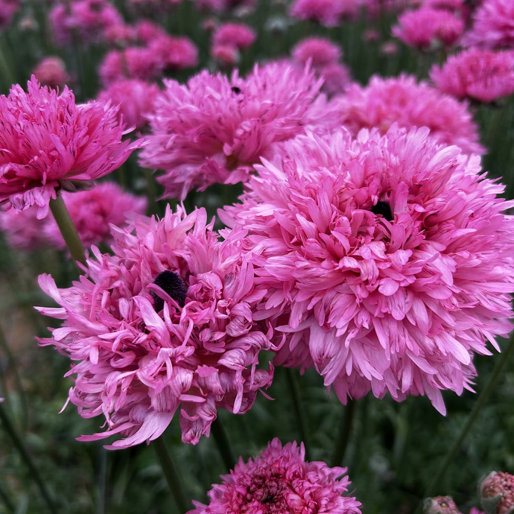 Ranunkel Poodle Ramlia – Ranunculus asiaticus