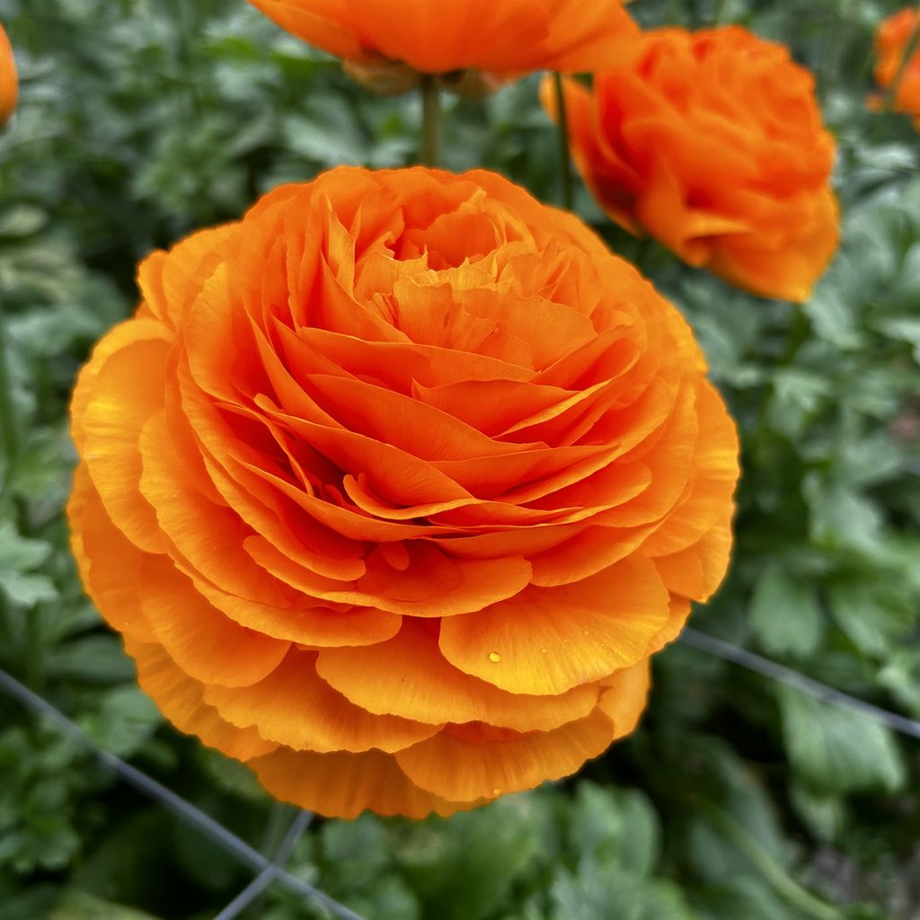 Ranunkel Romance Digne – Ranunculus asiaticus