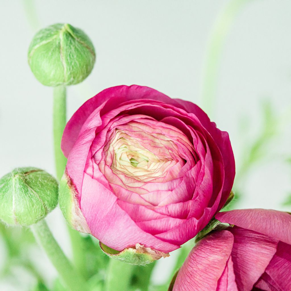 Ranunkel Vortex F1 Hot Pink - Ranunculus