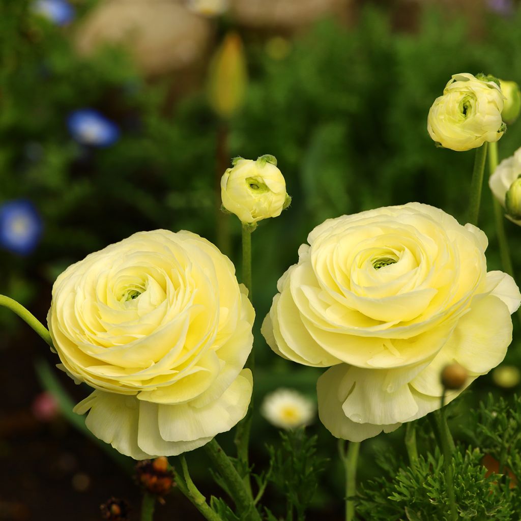 Ranunkel Vortex F1 Lemonade - Ranunculus