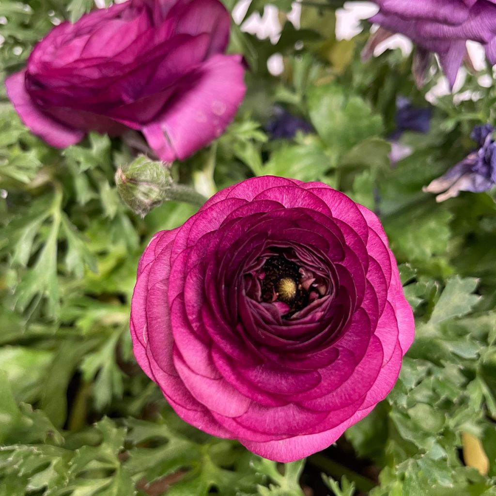 Ranunkel Vortex F1 Purple - Ranunculus