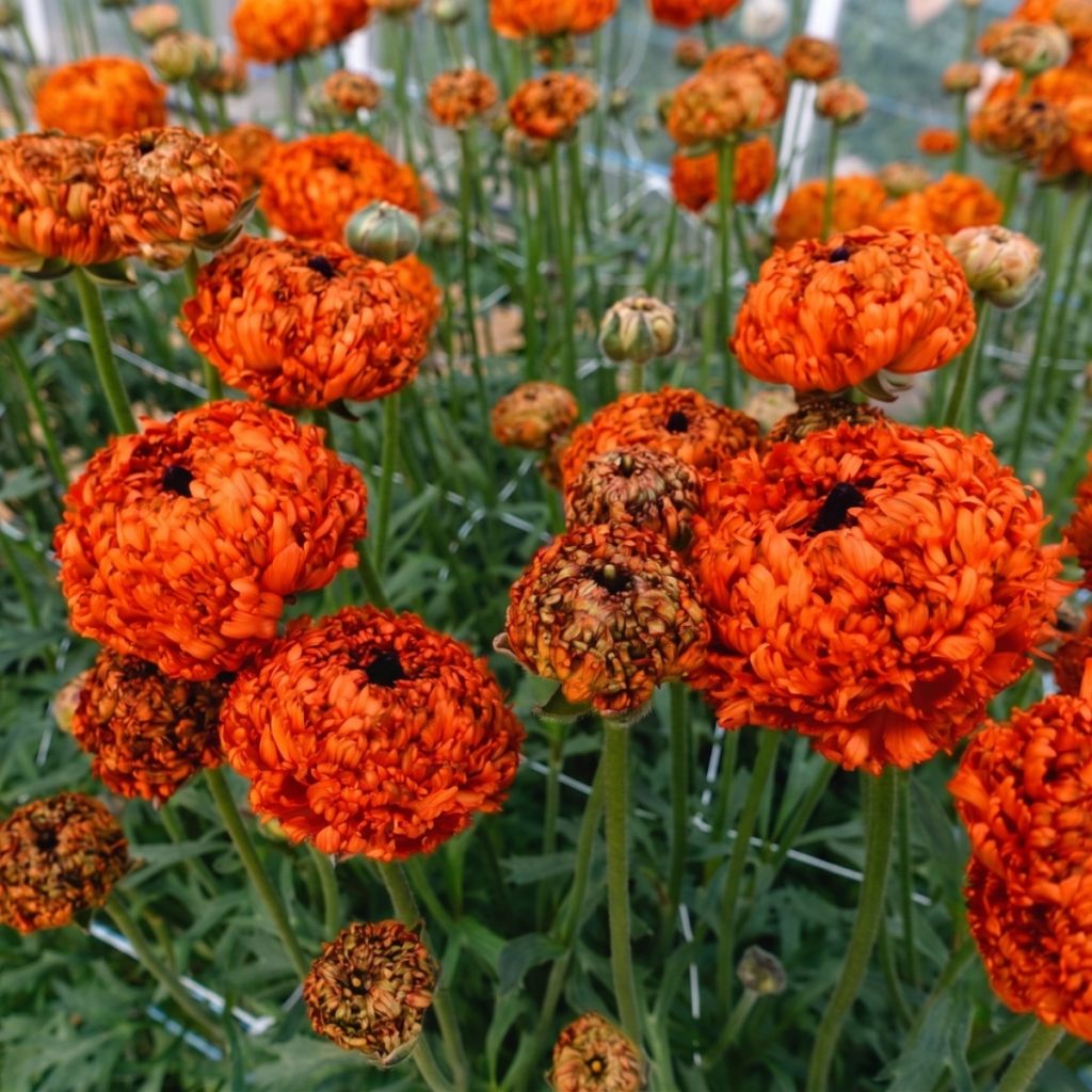 Ranunkel Poodle Mudassar – Ranunculus asiaticus