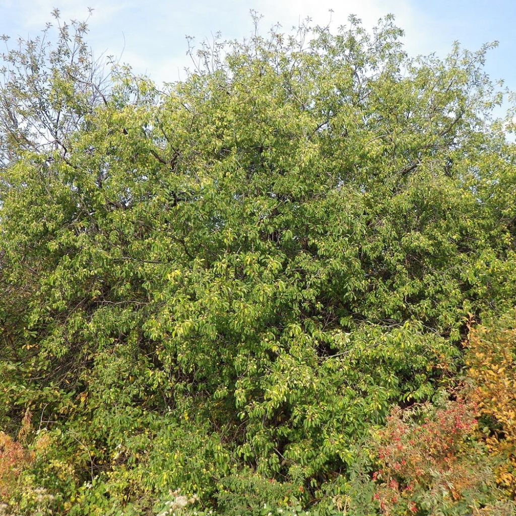 Rhamnus catharticus - Nerprun purgatif, cathartique, officinal