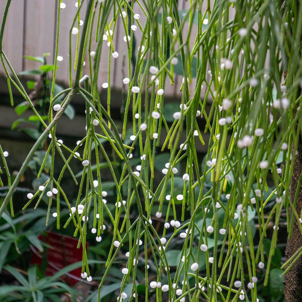 Rhipsalis baccifera - Korallenkaktus