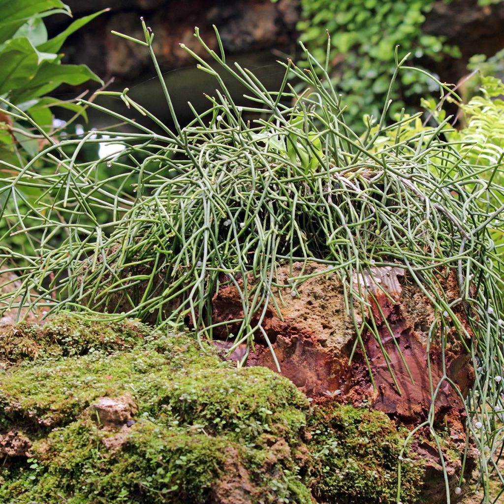Rhipsalis baccifera - Korallenkaktus