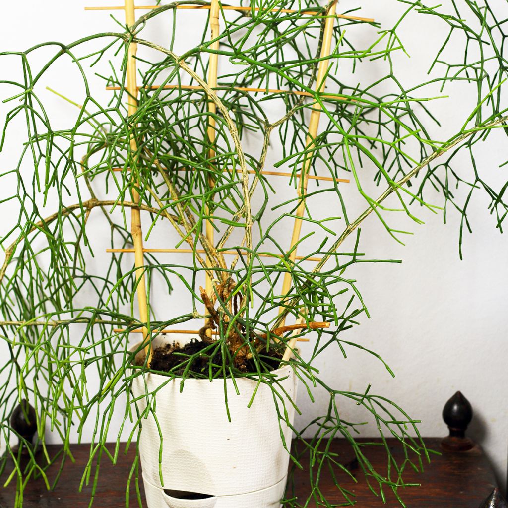 Rhipsalis burchellii - Korallenkaktus