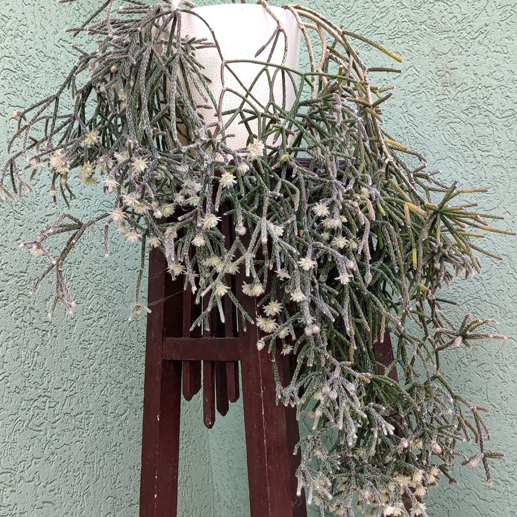 Rhipsalis cereuscula - Korallenkaktus