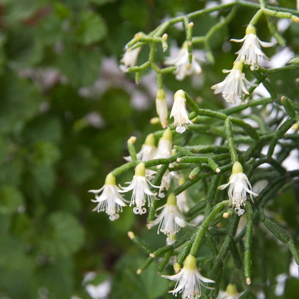 Rhipsalis cereuscula - Korallenkaktus