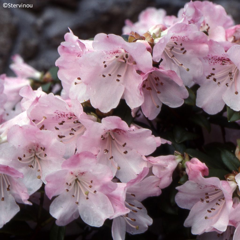 Rhododendron Cilpinense 