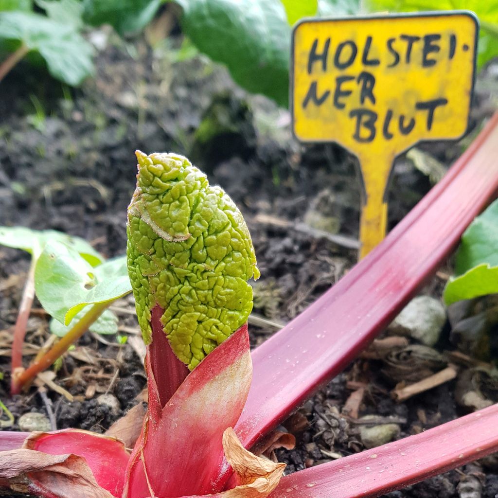 Rhabarber Holsteiner Blut