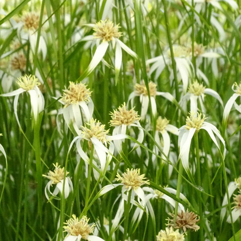 Rhynchospora colorata - Sterntänzer