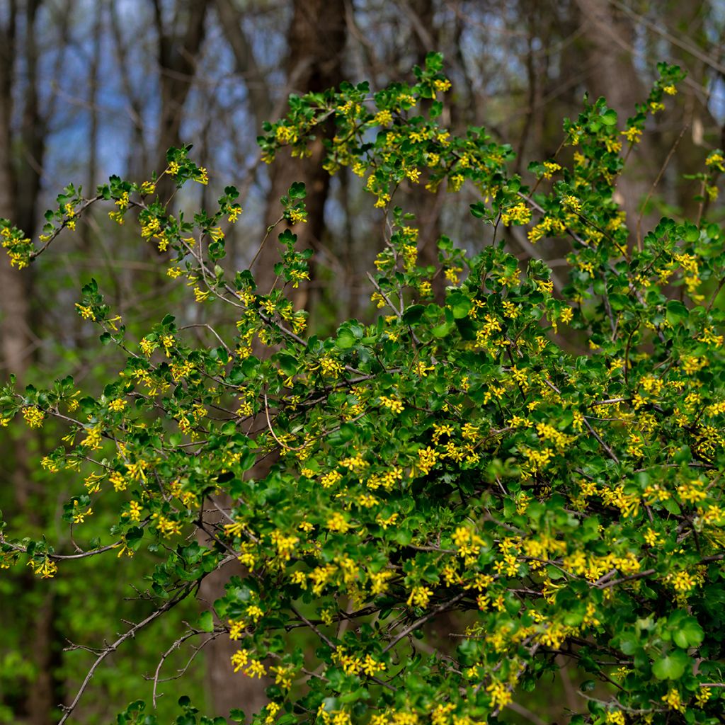 Gold-Johannisbeere - Ribes odoratum