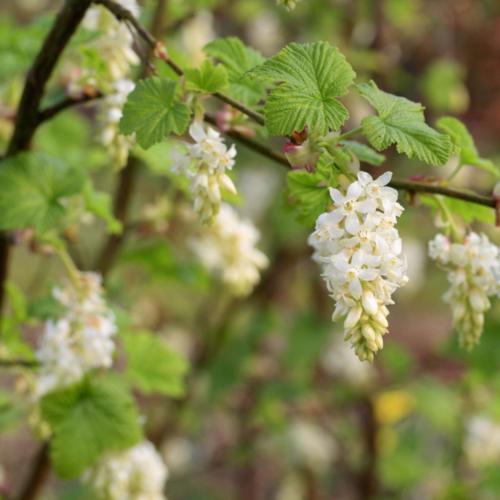 Blut-Johannisbeere White Icicle - Ribes sanguineum
