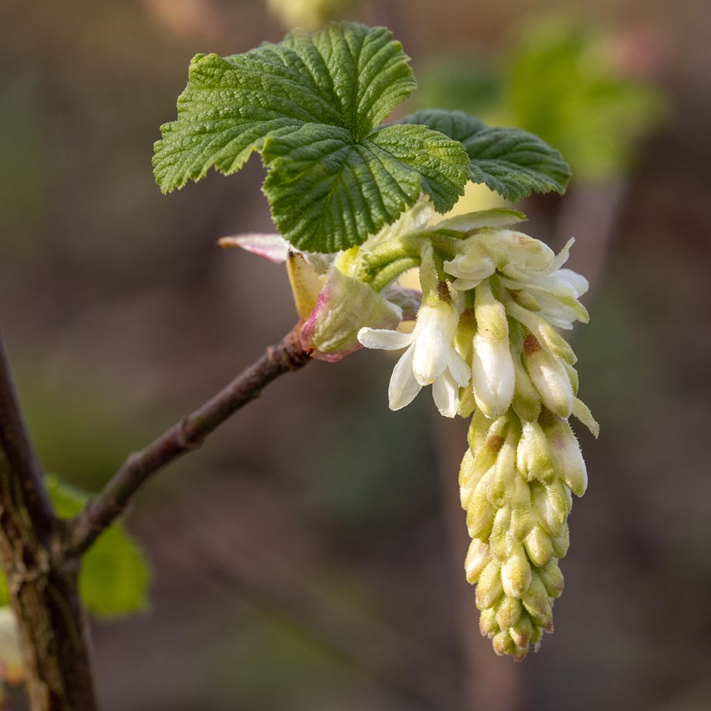 Blut-Johannisbeere White Icicle - Ribes sanguineum