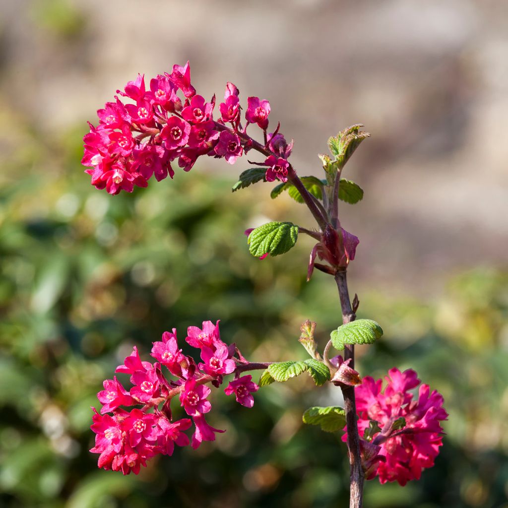 Blut-Johannisbeere Koja - Ribes sanguineum