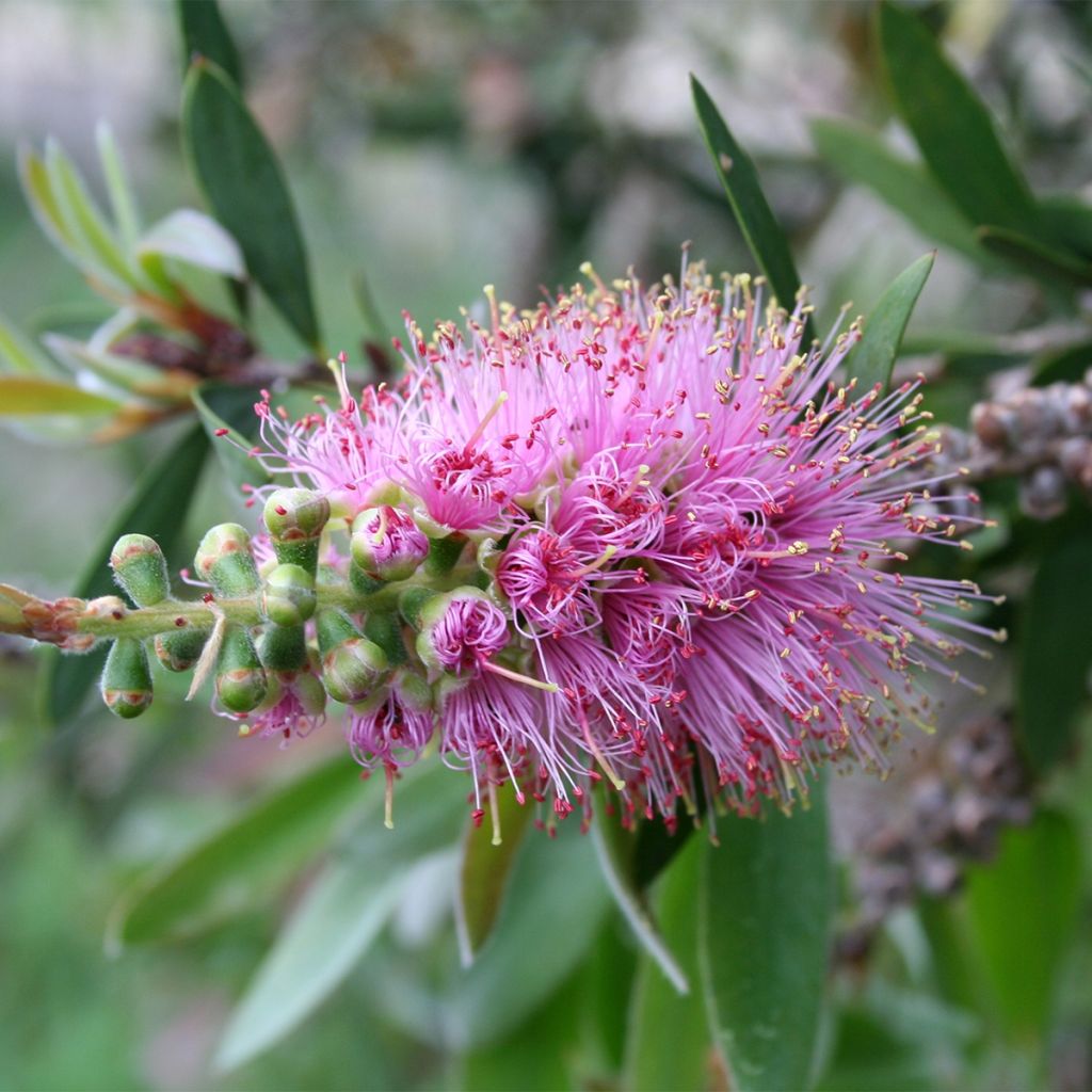 Callistemon violaceus - Zylinderputzer