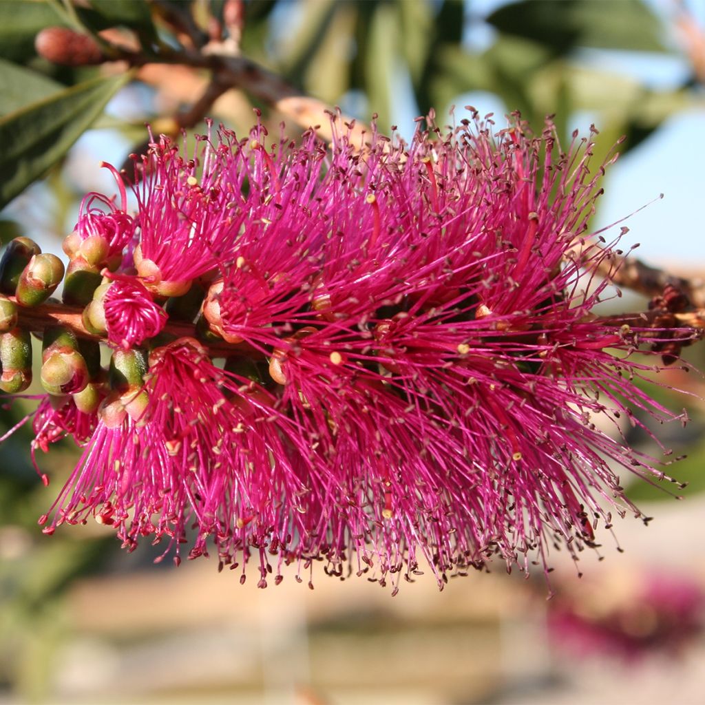 Callistemon violaceus - Zylinderputzer