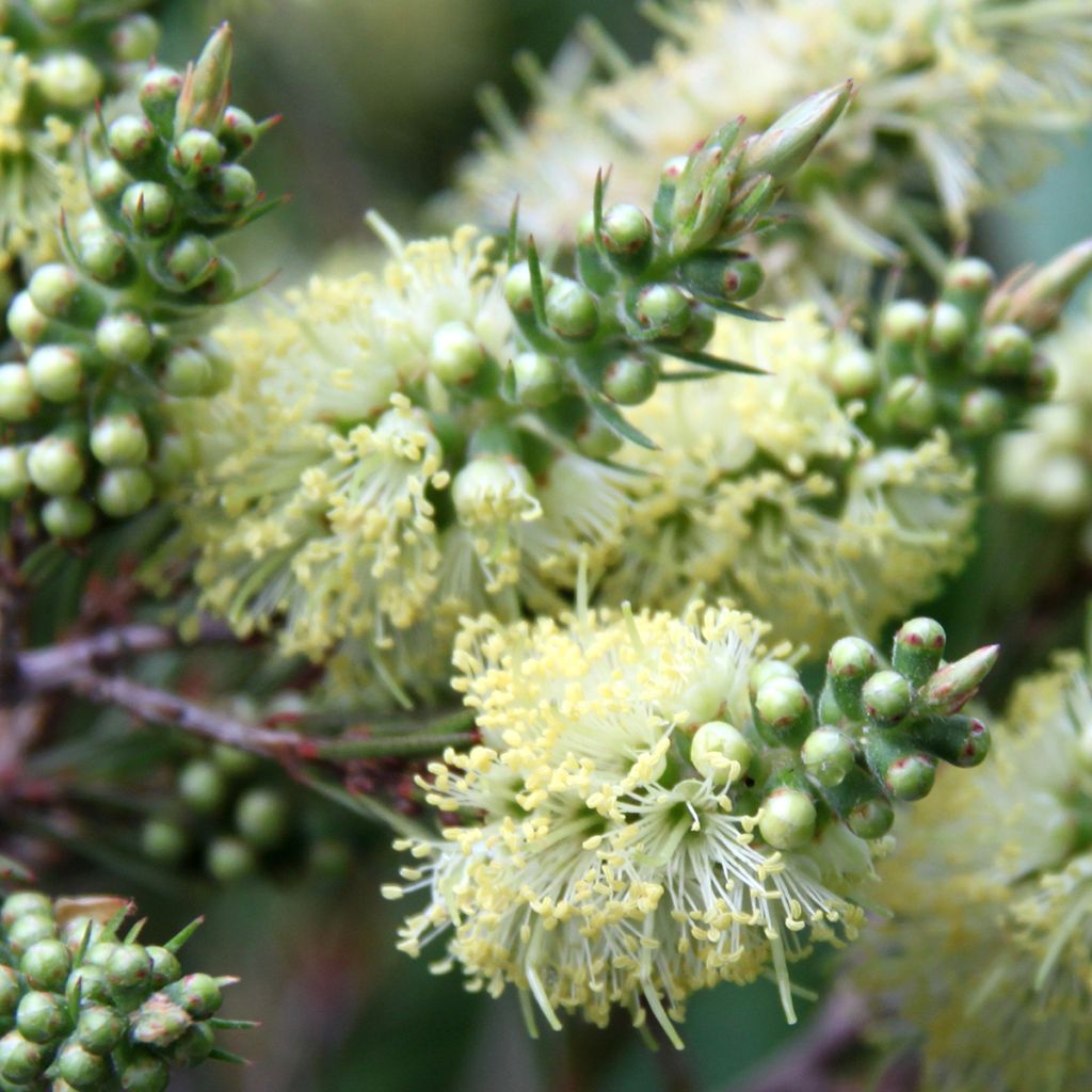 Callistemon pityoides Widdicomb Gem - Zylinderputzer