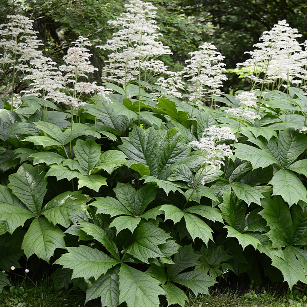 Rodgersia La Blanche - Schaublatt