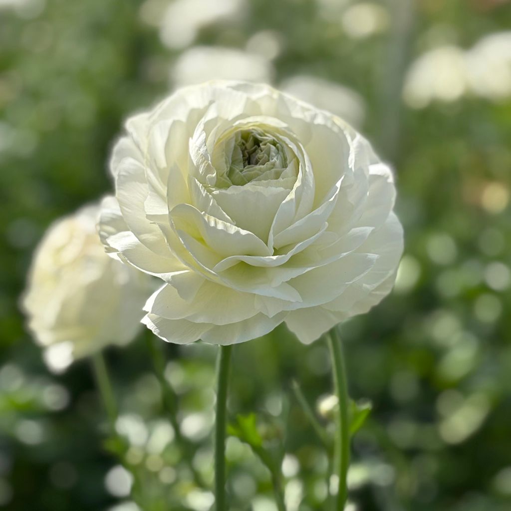 Ranunkel Romance Montenvers – Ranunculus asiaticus