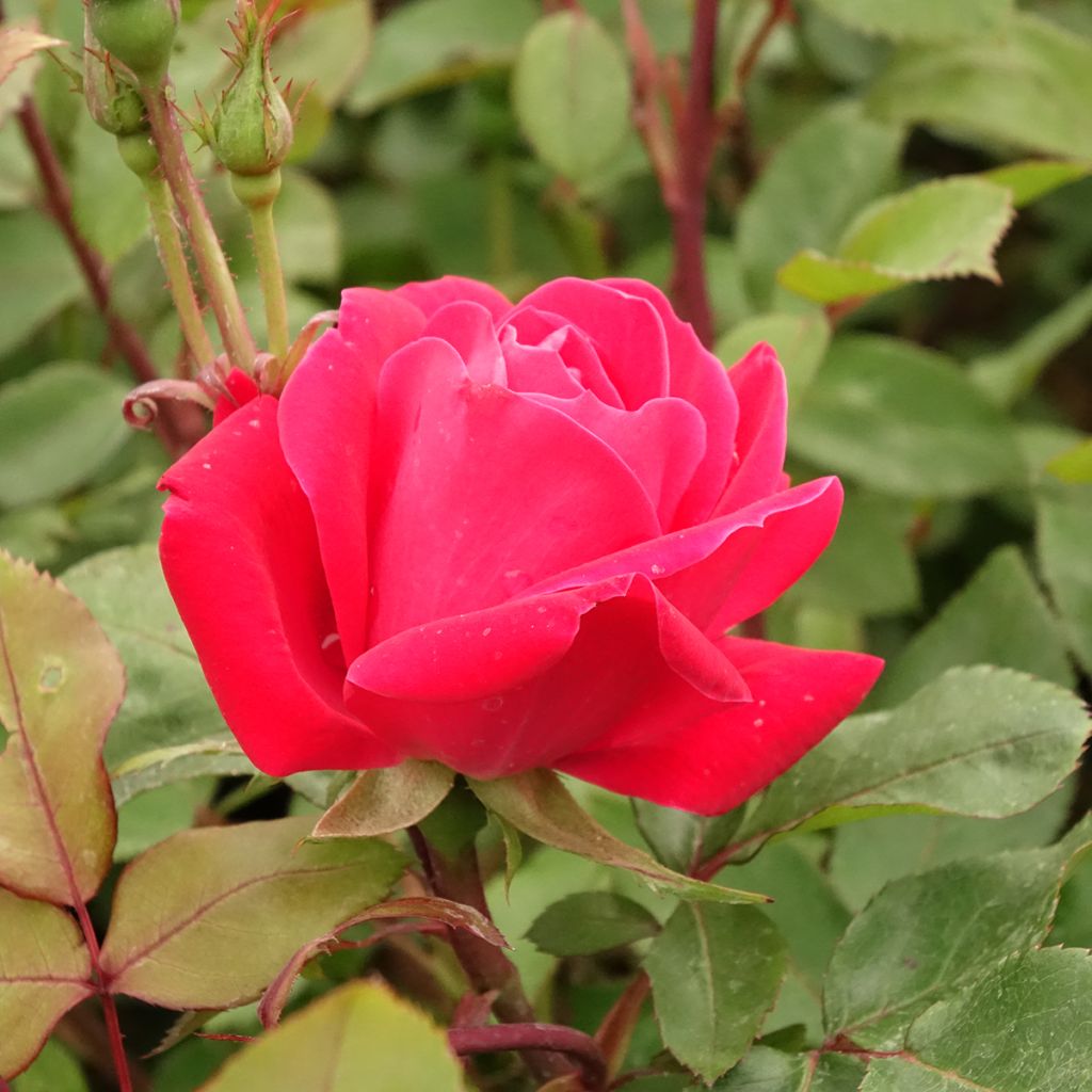 Rosa Double Knock Out - Bodendecker-Rose