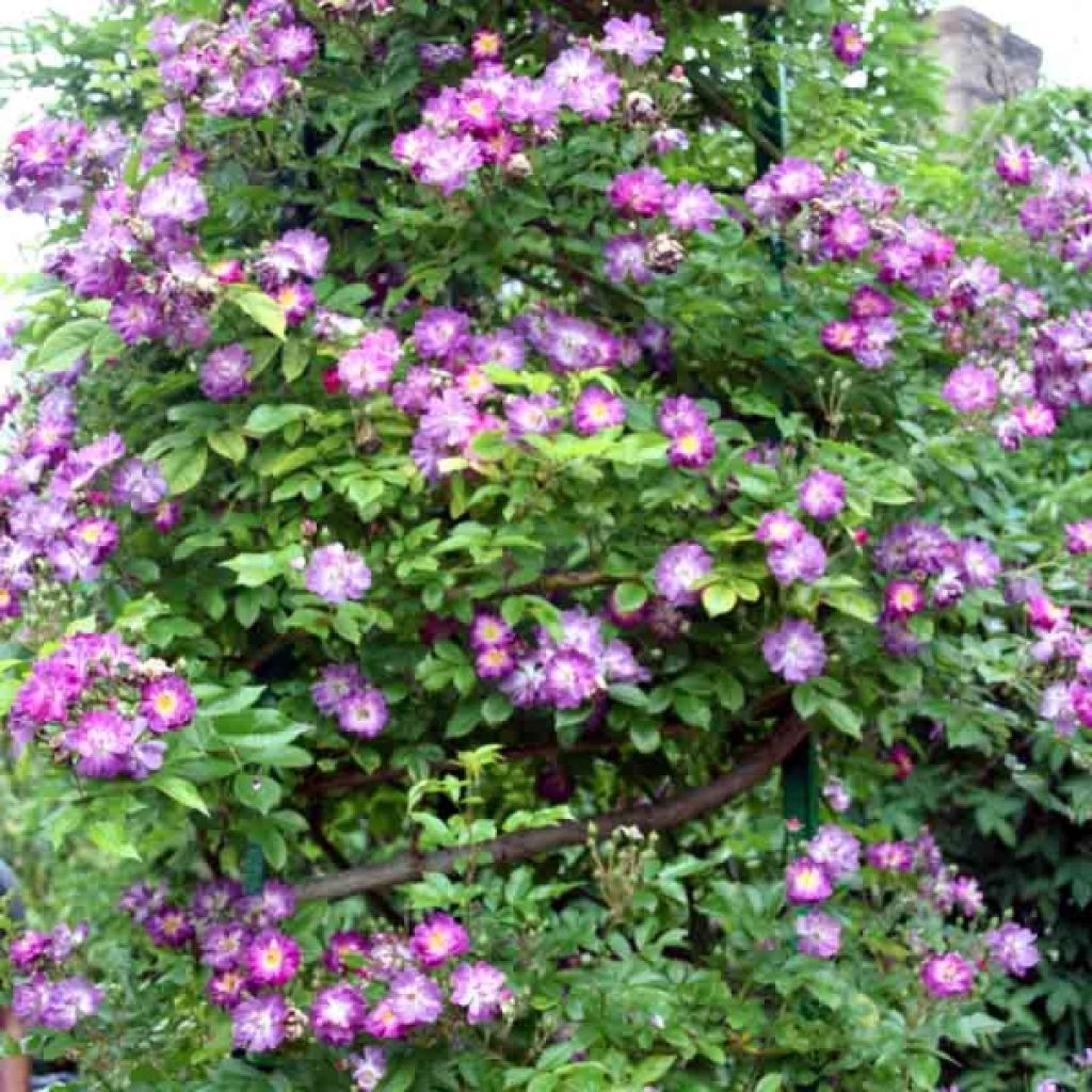 Rosa wichuraiana Veilchenblau - Kletterrose
