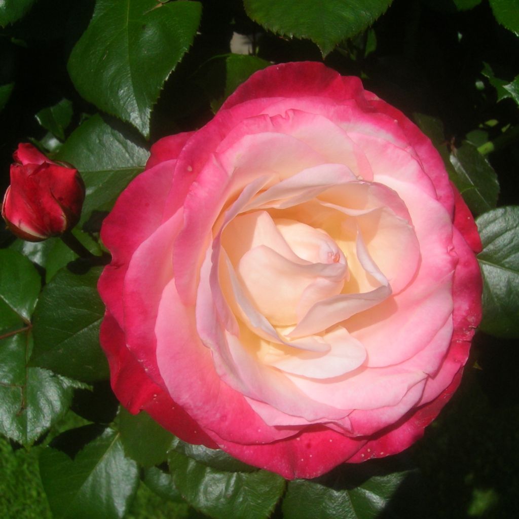Rosa Nostalgie - Edelrose