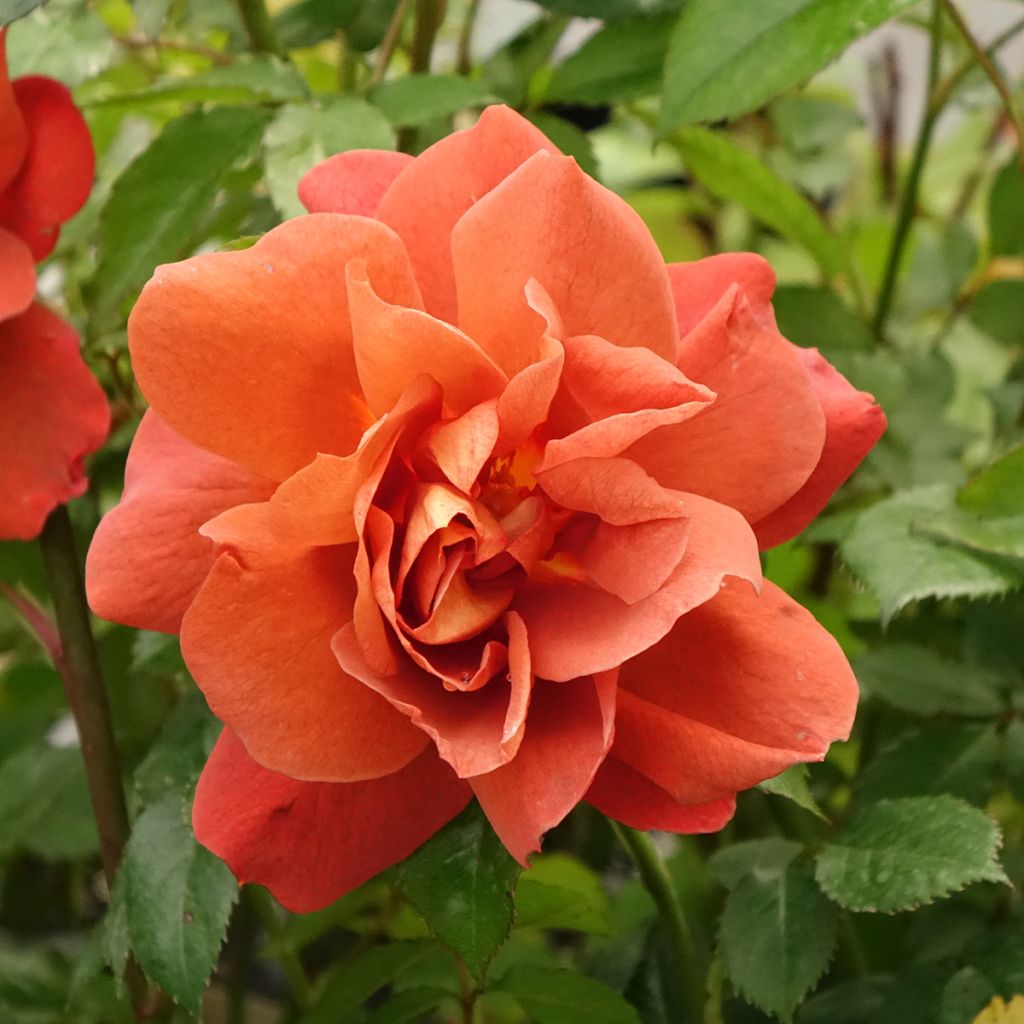 Rosa Havanna - Beetrose