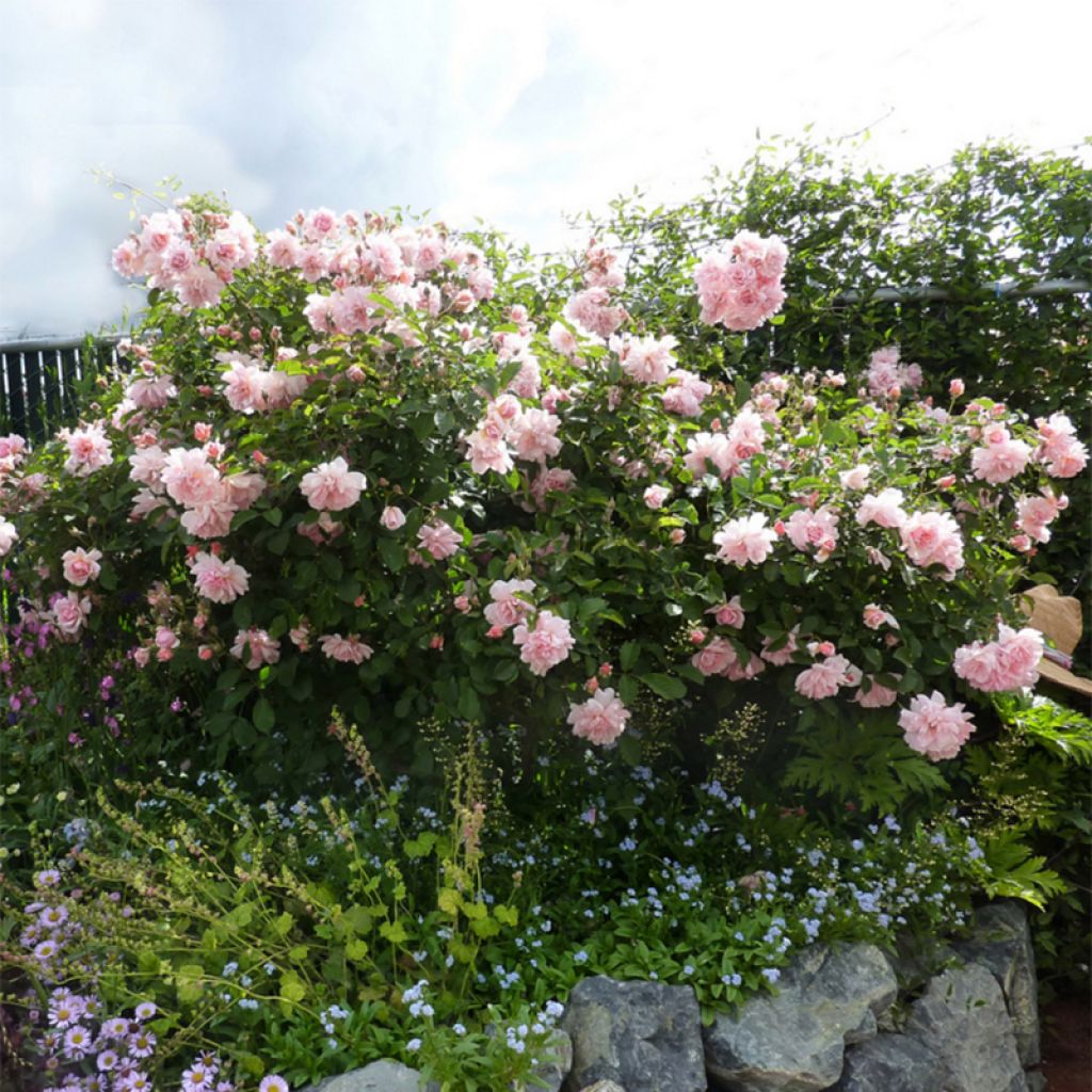 Rosier ancien Felicia - Rosa x moschata Felicia