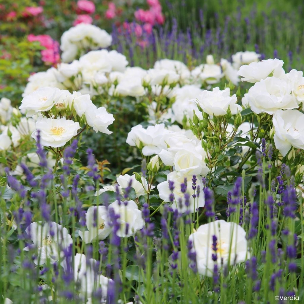 Rosa Schneeflocke (Opalia) - Rambler-Rose