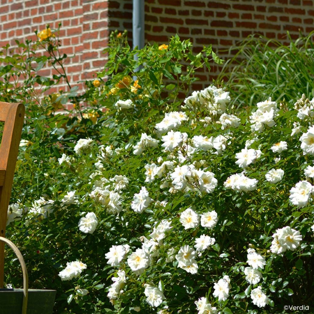 Rosa Schneeflocke (Opalia) - Rambler-Rose