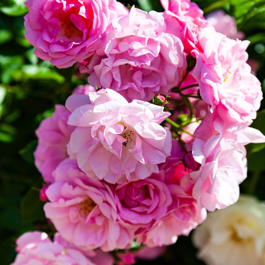 Rosa Siluetta Lavender - Kletterrose