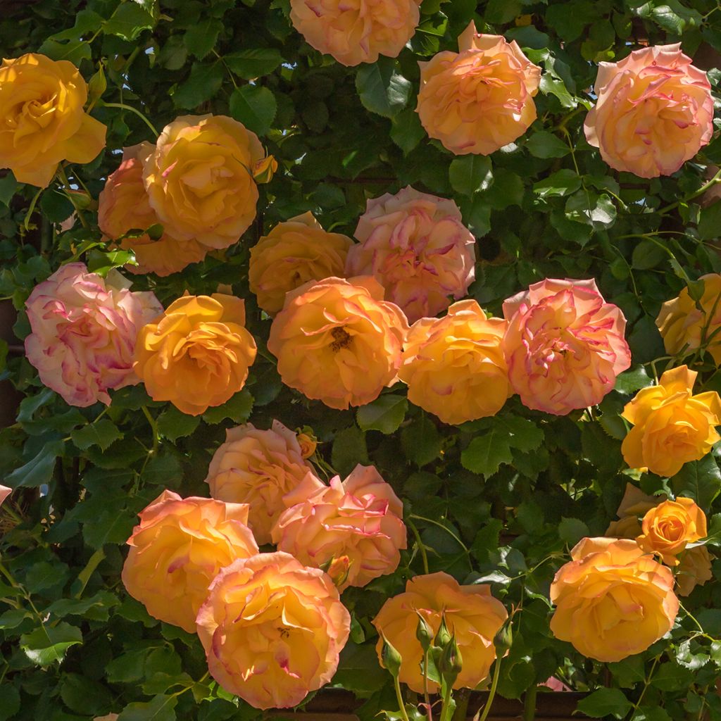 Rosa Lady Of Shalott - Englische Rose